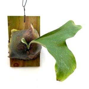 現品) ビカクシダ ビーチー 'レモイネイ' (pup) (No.40888) (コウモリ