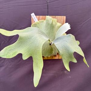 (現品) ビカクシダ (エレファントティス ×...の詳細画像1