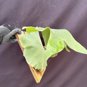 (現品) ビカクシダ (エレファントティス ×...の詳細画像2