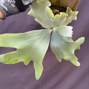 (現品) ビカクシダ (エレファントティス ×...の詳細画像3