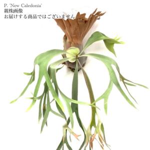 現品) ビカクシダ 'ハクナマタタ' (pup) (No.41077) (ビカクシダ