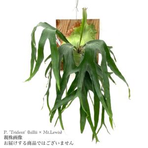 招*猫様 マウントルイス　特大株　ビカクシダ　コウモリラン 招*猫様 マウントルイス 特大株 ビカクシダ コウモリラン 招*猫様