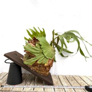 (現品) ビカクシダ チャールズアルフォード ...の詳細画像2
