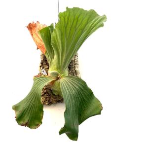 現品) ビカクシダ 'ペガサス' (OC) (No.40892) (コウモリラン 観葉植物