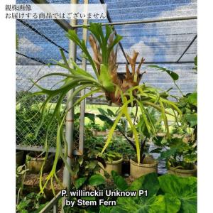 ギンカTC P.ginka TC 一点物 検/ビカクシダ Platycerium コウモリラン