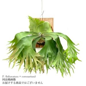 ◆コロナリウム◆ビカクシダ◆板付◆観葉植物◆超超美株！　子株も出てる安定株! 現品) ビカクシダ (ビフルカツム × コロナリウム) (TC) (No