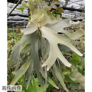 現品) ビカクシダ ウィリンキー 'ペドロタツタ' TC苗 (No.41079