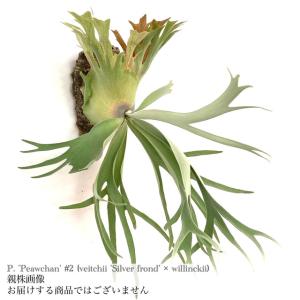 ベイチーカツ スポア P. Veitchii Katsu spore : サイエンスファーム