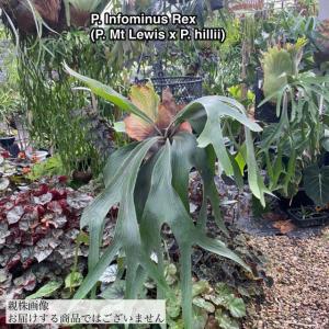 トライデントTC P.Trident(P.Mt Lewis × P.hillii) 輸入株 オリジナル