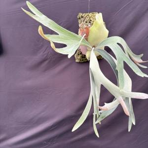 現品) ビカクシダ ウィリンキー 'ジェイドガール' (spore) (No.41070