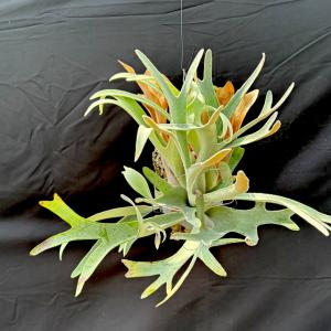 ウィリンキーブルークイーンスポアのポップ株 P.Willinckii