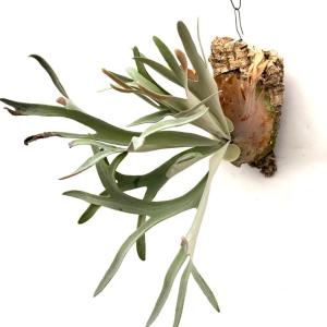 現品) ビカクシダ 'ホーンズサプライズ' (TC) (No.40460) (コウモリ