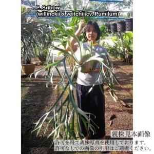 観葉植物）一点物 ビカクシダ sp． OMO ホワイトラバー 板付け