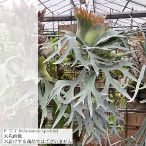 現品) ビカクシダ ビーチー (No.40738) (コウモリラン 観葉植物
