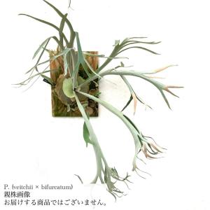 観葉植物：ビカクシダ コウモリラン ネザーランド*10号 吊り鉢
