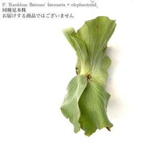 現品) ビカクシダ ウィリンキー 'サウザンズ オブ アローズファイヤー