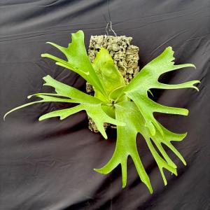 現品) ビカクシダ リドレイ 'モンキーキング' (TC) (No.40857