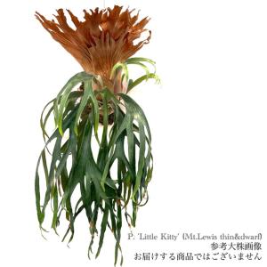 リトルキティ P.sp.Mt.Lewis thin&dwarf 'Little kitty' TC輸入株 一点
