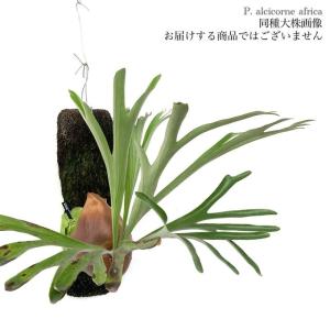 現品) ビカクシダ アルシコルネ ドワーフ (TC) (No.41158) (コウモリ