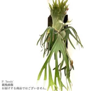 現品) ビカクシダ 不明種(細葉bifurcatum系) (pup) (No.40820