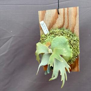 (現品) ビカクシダ ウィリンキー ジェイドガ...の詳細画像1