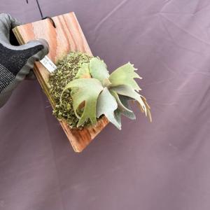 (現品) ビカクシダ ウィリンキー ジェイドガ...の詳細画像2