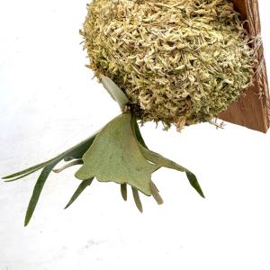 (現品) ビカクシダ ウィリンキー ジェイドガ...の詳細画像3