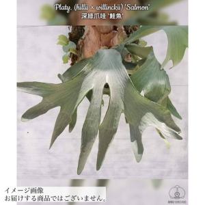 現品) ビカクシダ ヒリー 'ドラゴン' (pup) (No.40769) (コウモリラン