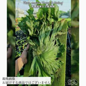 現品) ビカクシダ 'スリナリウム' (No.41142) (コウモリラン 観葉植物