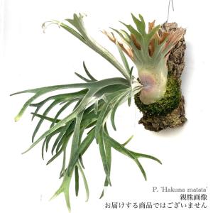 現品) エクメア 'スター オブ リンダ' (No.62500) (観葉植物