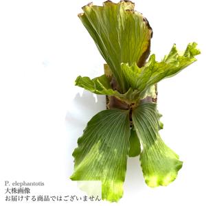(現品) ビカクシダ エレファントティス (No.41088) (コウモリラン 観葉植物 おしゃれ インテリア 吊り下げ 壁掛け ミニ 小型 大型 Platycerium elephantotis)