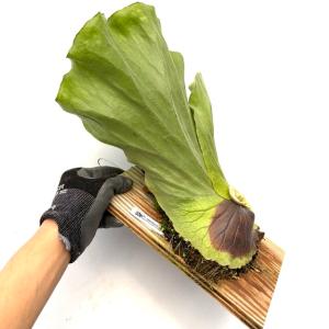 (現品) ビカクシダ エレファントティス (N...の詳細画像1