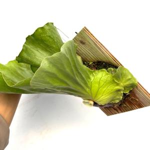 (現品) ビカクシダ エレファントティス (N...の詳細画像2