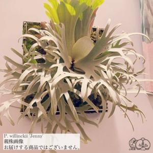 (現品) ビカクシダ ウィリンキー 'ジェニー' (TC) (No.41091) (コウモリラン Platycerium willinckii ’Jenny' メリクロン苗)