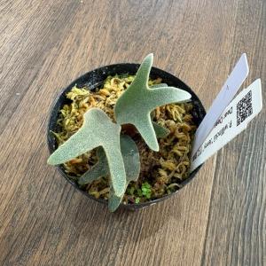 (現品) ビカクシダ ウィリンキー ジェニー ...の詳細画像1