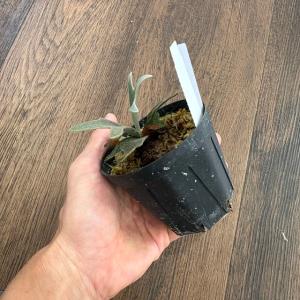 (現品) ビカクシダ ウィリンキー ジェニー ...の詳細画像2