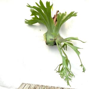 バクテリア スポア P.willinckii Bacteria spore PUP株 一点物 バクテリア スポア P.willinckii Bacteria spore PUP株 一点物