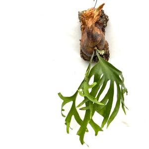 現品) ビカクシダ 'ニッキー' (pup) (No.40683) (コウモリラン 観葉