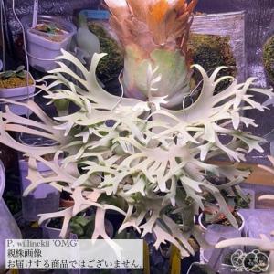 最高峰リドレイ】リドレイ パカラン P.ridleyi Pakarung 輸入株