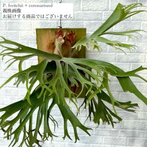 (現品) ビカクシダ (ビーチー × コロナリウム) (TC) (No.41130) (コウモリラン Platycerium hybrid veitchii × coronarium メリクロン苗)