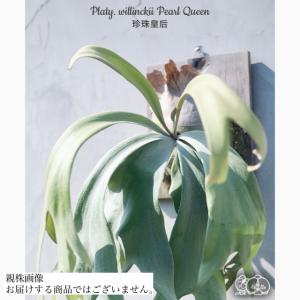 (現品) ビカクシダ ウィリンキー パールクイーン (TC) (No.41157) (コウモリラン 観葉植物 おしゃれ インテリア willickii Pearl Queen メリクロン苗)