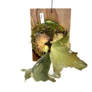 現品) ビカクシダ ウィリンキー 'リトルエルフ' (TC) (No.40856