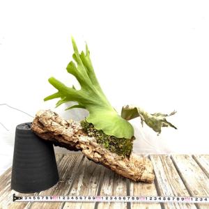 (現品) ビカクシダ ワリチー (TC) (N...の詳細画像1