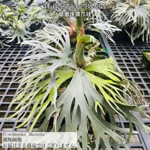 (現品) ビカクシダ ウィリンキー 'バクテリア' (spore) (No.41180) (コウモリラン 観葉植物 おしゃれ インテリア Platycerium willinckii 'Bacteria' 胞子苗)