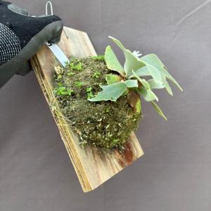 (現品) ビカクシダ ウィリンキー バクテリア...の詳細画像2