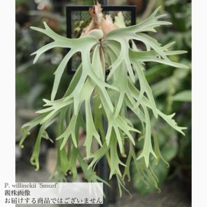 (現品) ビカクシダ ウィリンキー 'スマーフ' (TC) (No.41182) (コウモリラン 観葉植物 おしゃれ インテリア 吊り下げ 壁掛け ミニ 小型 willinckii 'Smurf')