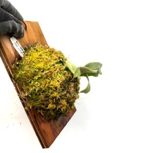 (現品) ビカクシダ ウィリンキー スマーフ ...の詳細画像2