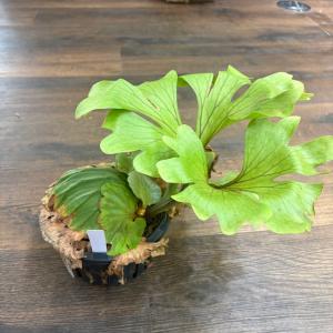 (現品) ビカクシダ リドレイ 'ワイドフォーム' (No.41203) (コウモリラン 観葉植物 おしゃれ リドレー Platycerium ridleyi wide form)