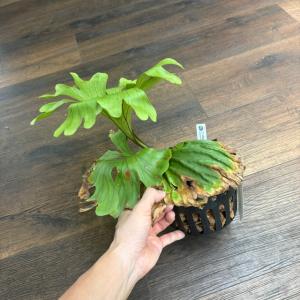 (現品) ビカクシダ リドレイ ワイドフォーム...の詳細画像1