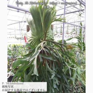 (現品) ビカクシダ 'キッチャクード' (No.41207) (コウモリラン 観葉植物 おしゃれ リドレイ コロナリウム 'Mt.kitshakood' ridleyi × cororonarium)